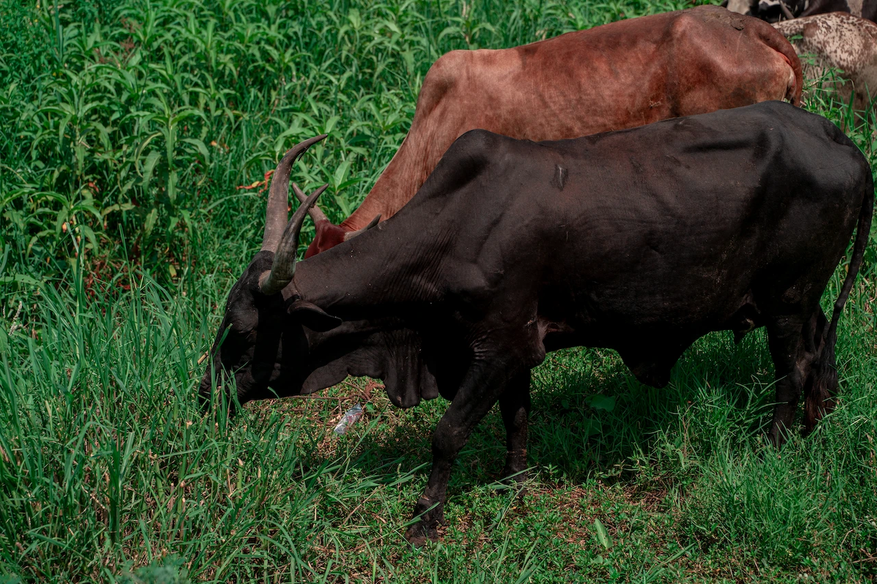 Agriculture